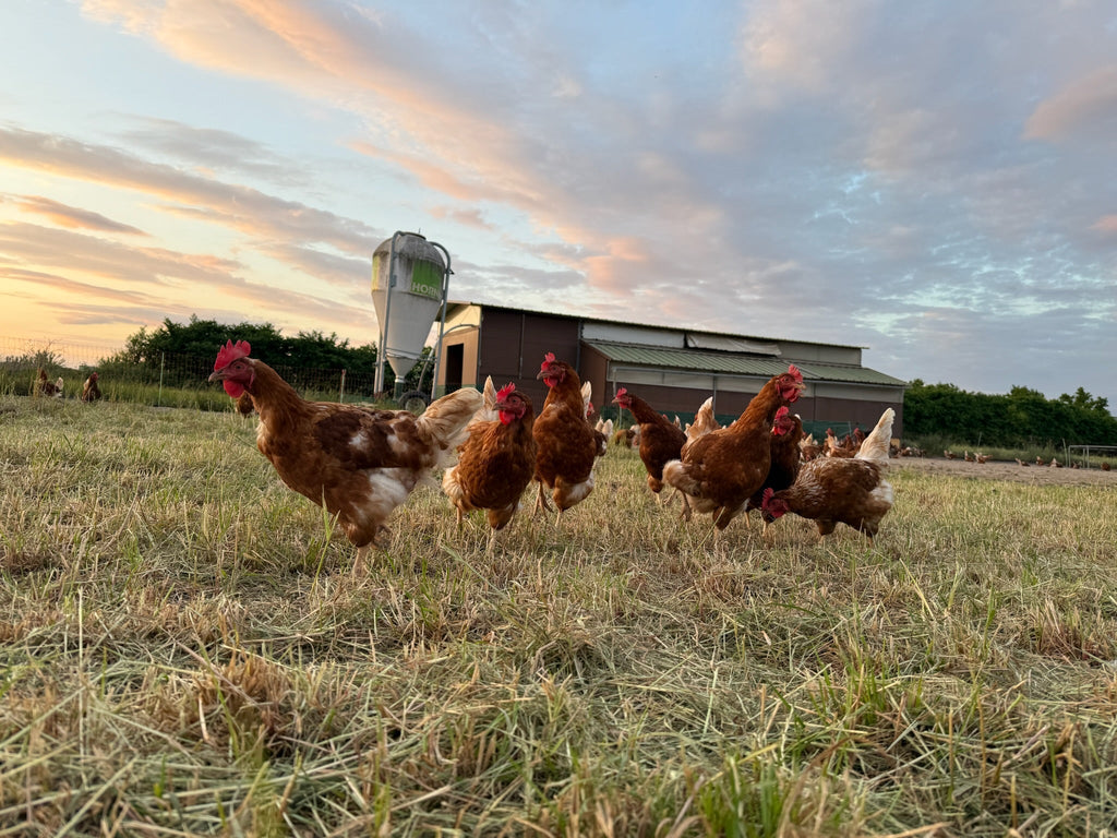 Unsere Partnerbetriebe