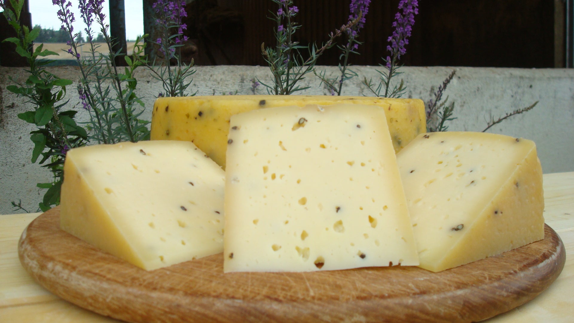 Goldacher Bockshornklee