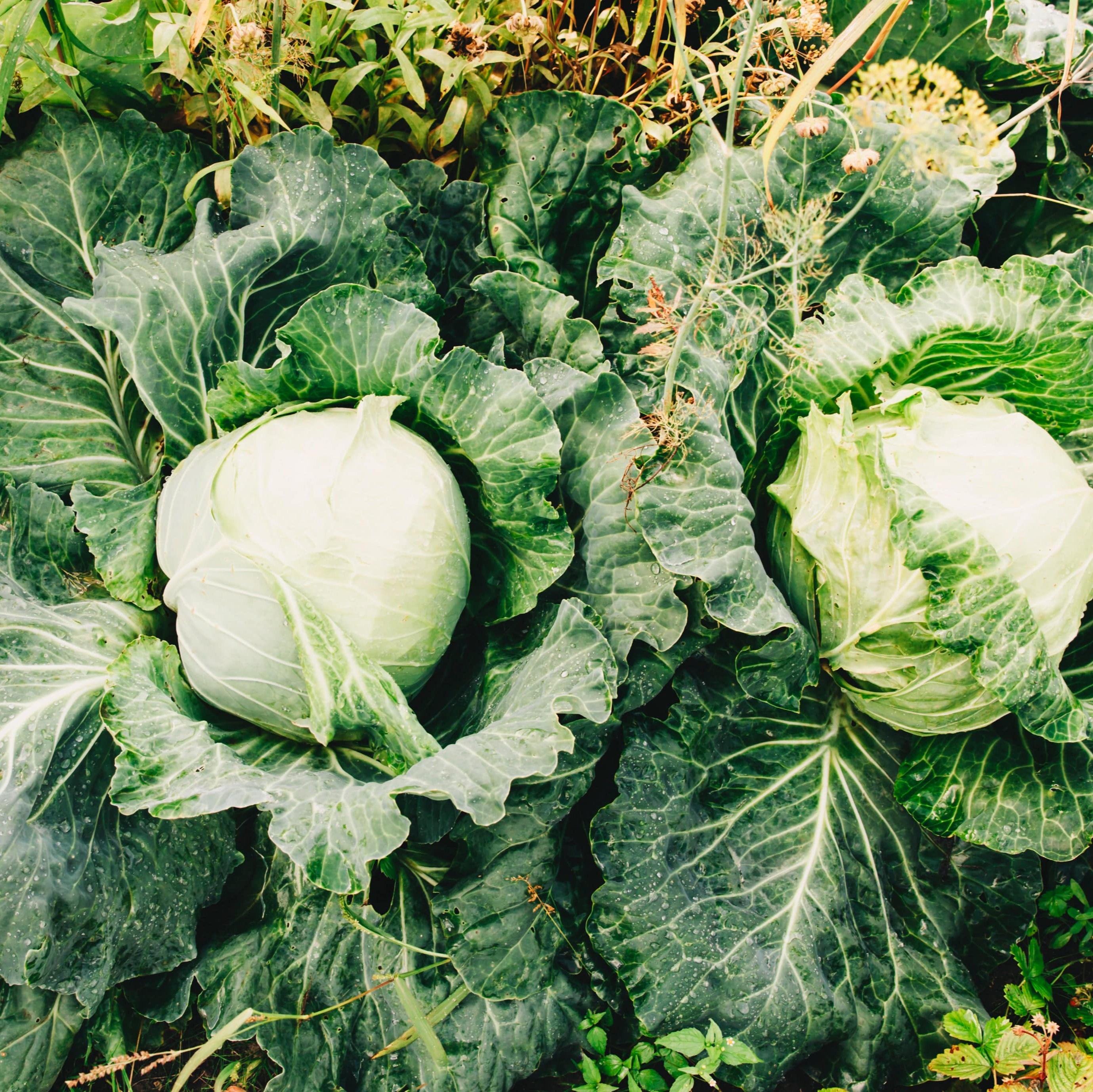 Frischer Weißkohl aus eigenem Anbau