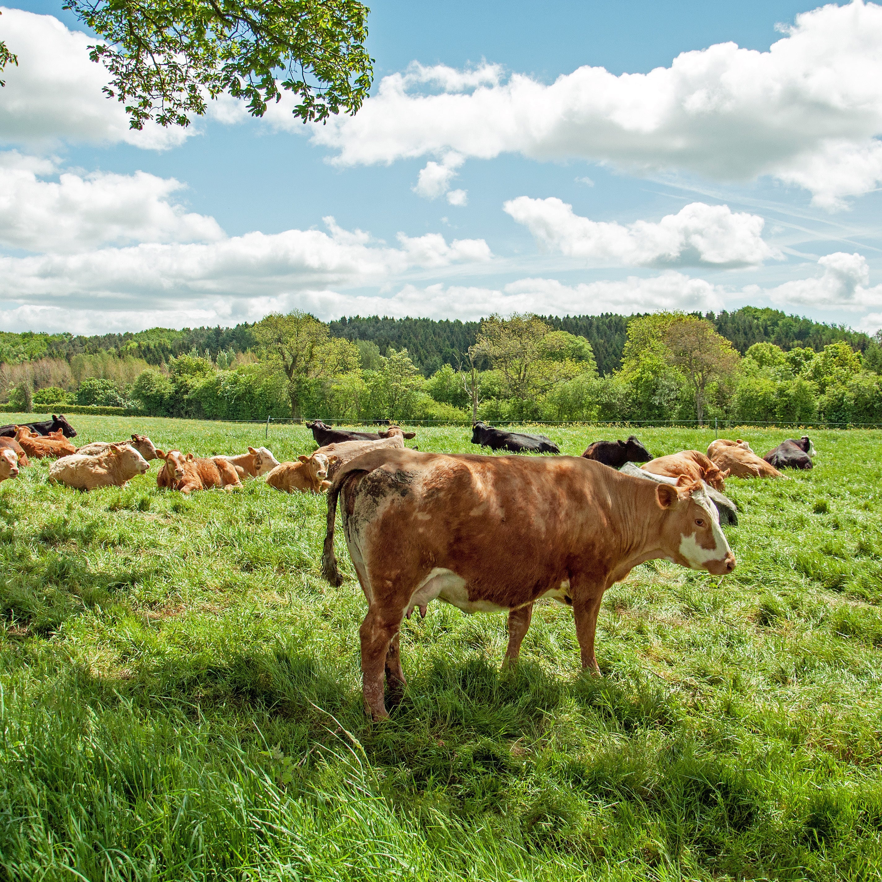 Bärlauch-Schnittkäse