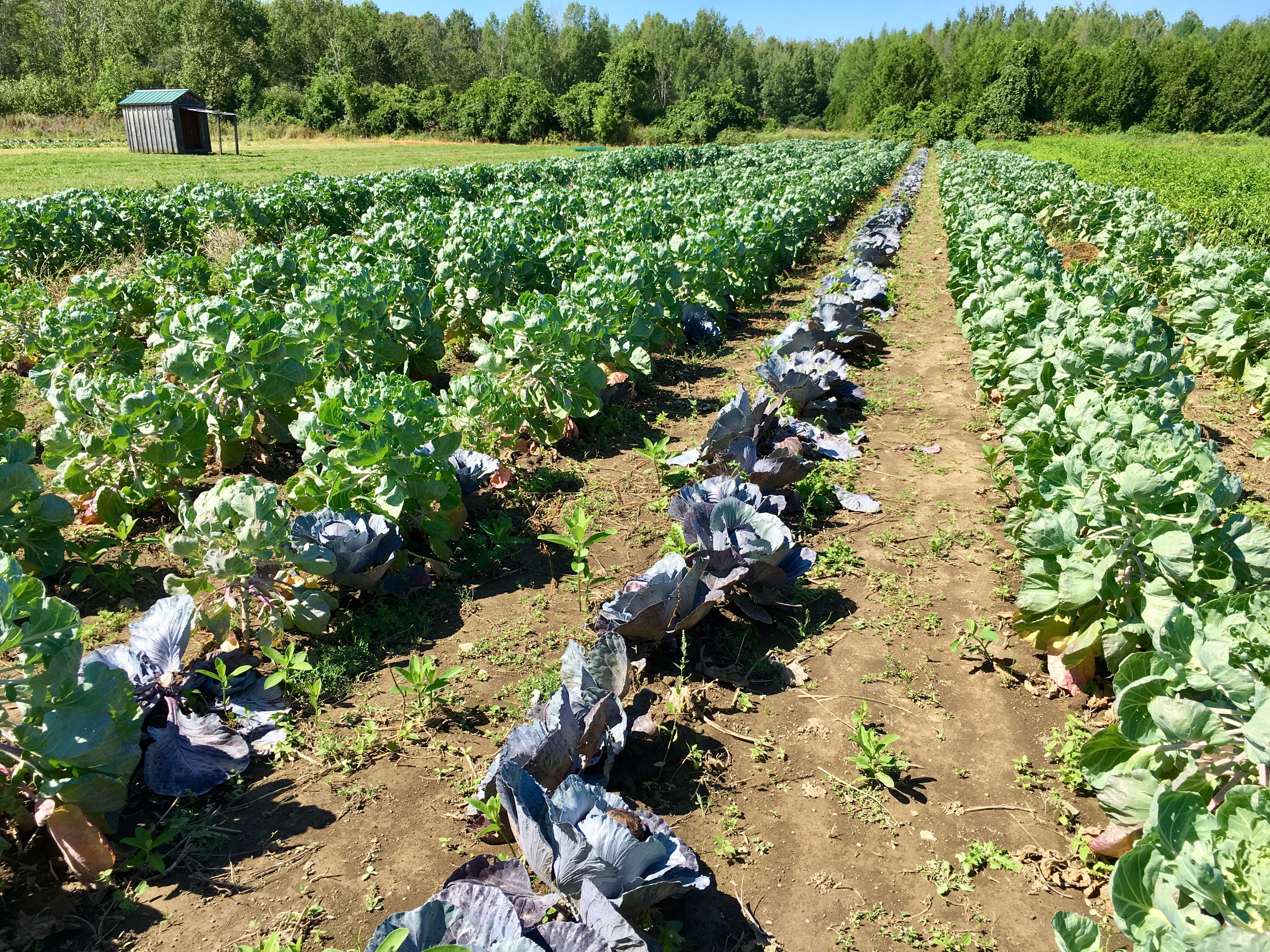 Frischer Rotkohl aus eigenem Anbau