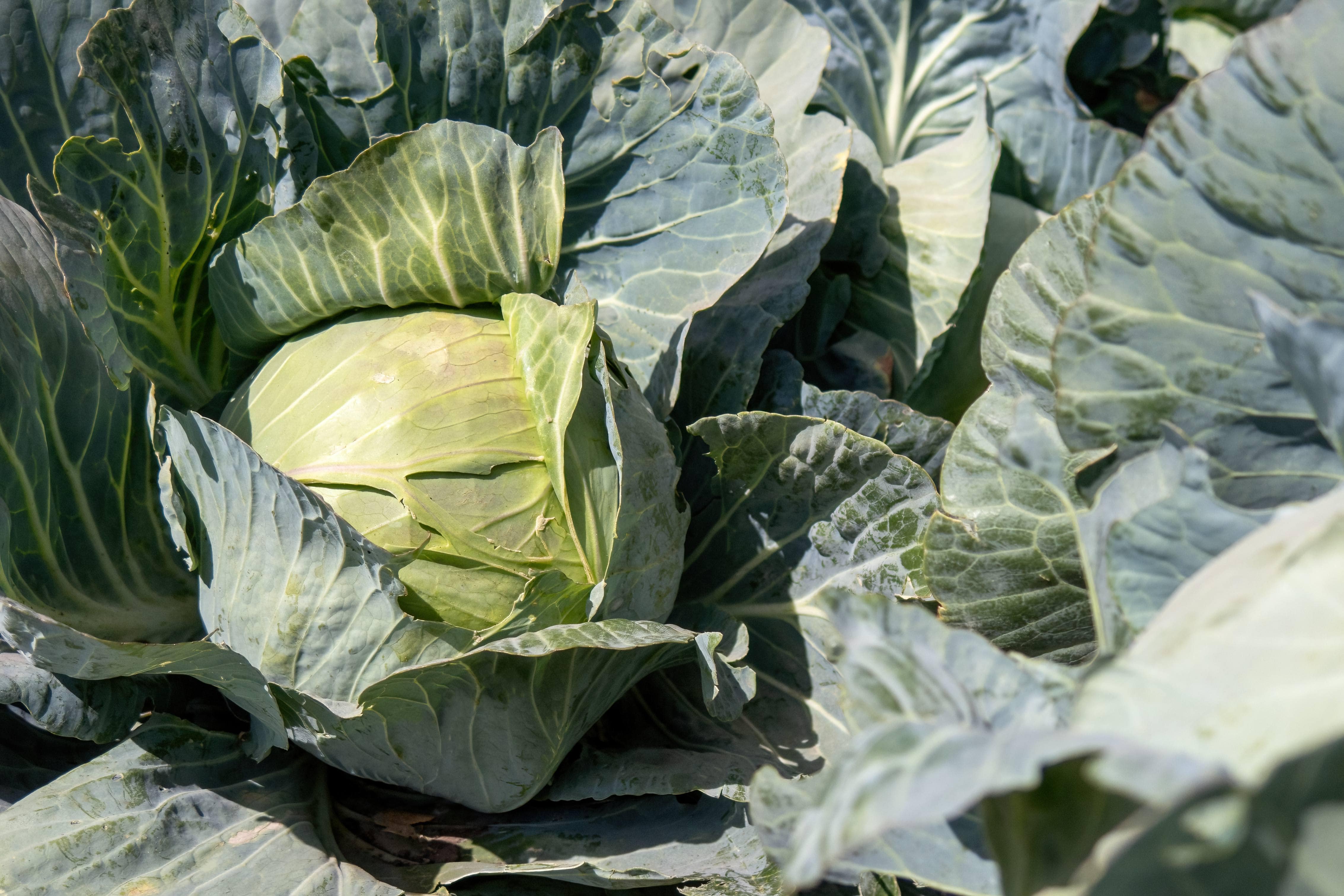 Frischer Weißkohl aus eigenem Anbau