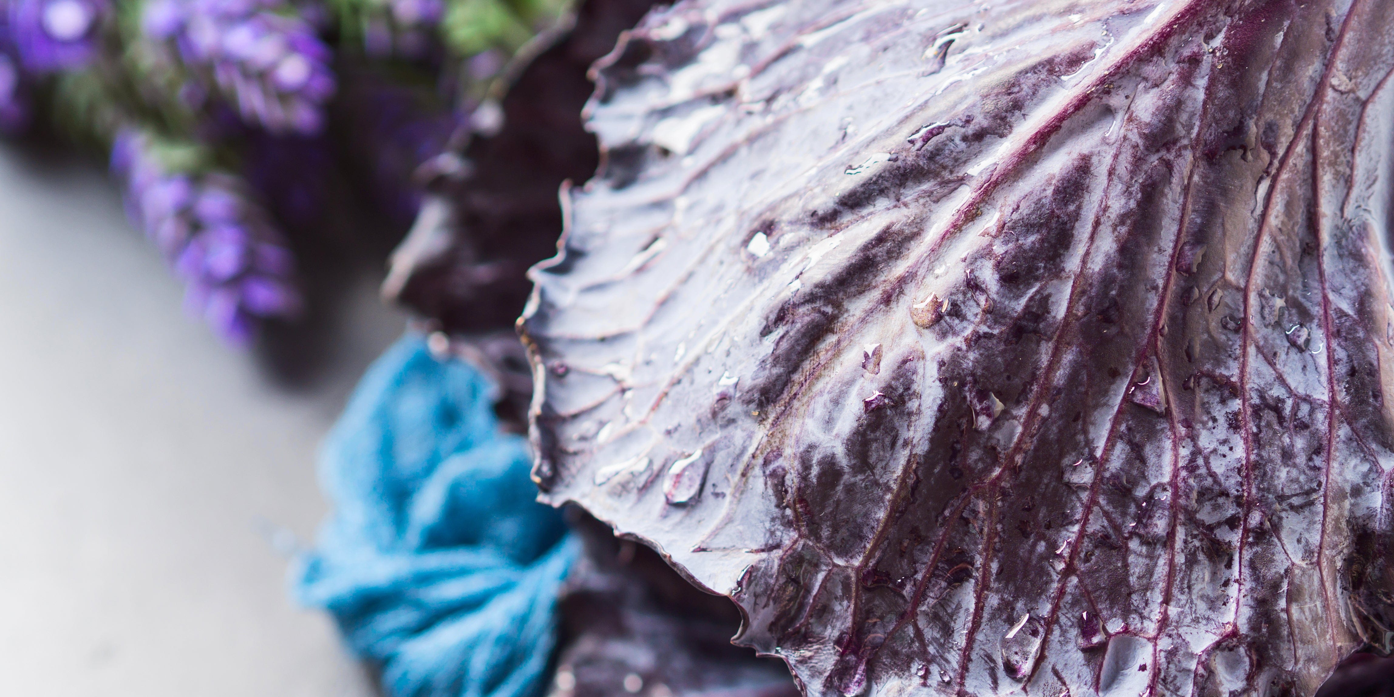 Frischer Rotkohl aus eigenem Anbau